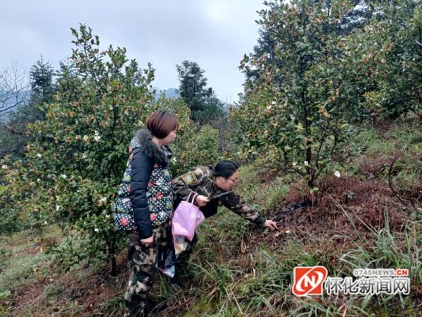 新晃林业局全面开展油茶种植细化调查与分析评价工作