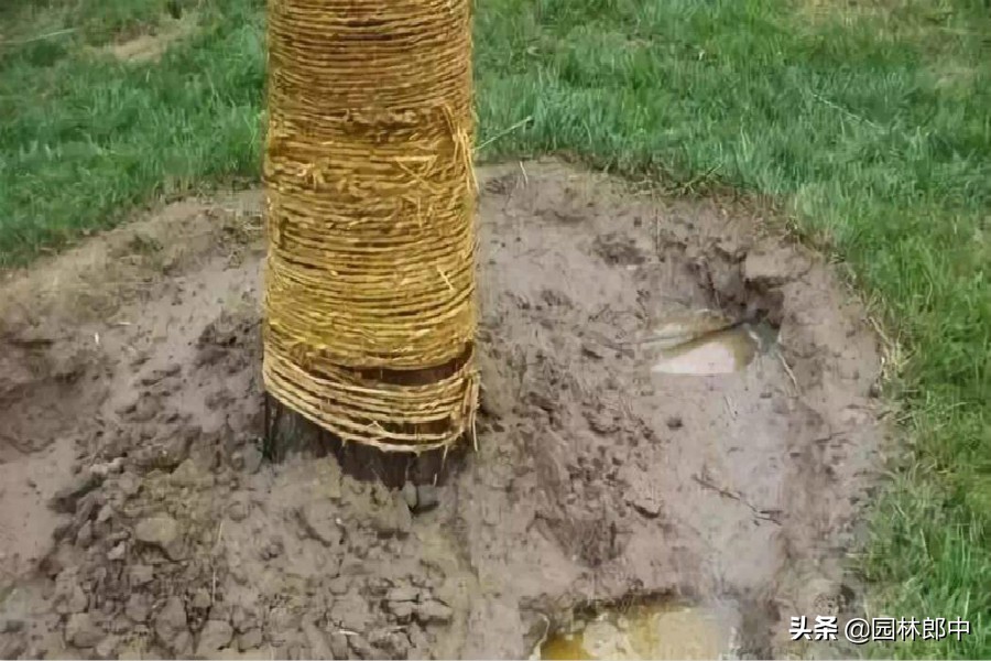 夏季持续高温,我们该如何栽树,才能提高树木的成活率? 夏季持续高温,我们该如何栽树,才能提高树木的成活率?