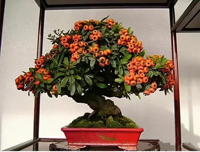 农村山上的一种树，人称“红子刺”，是极好的盆景树，如今珍贵