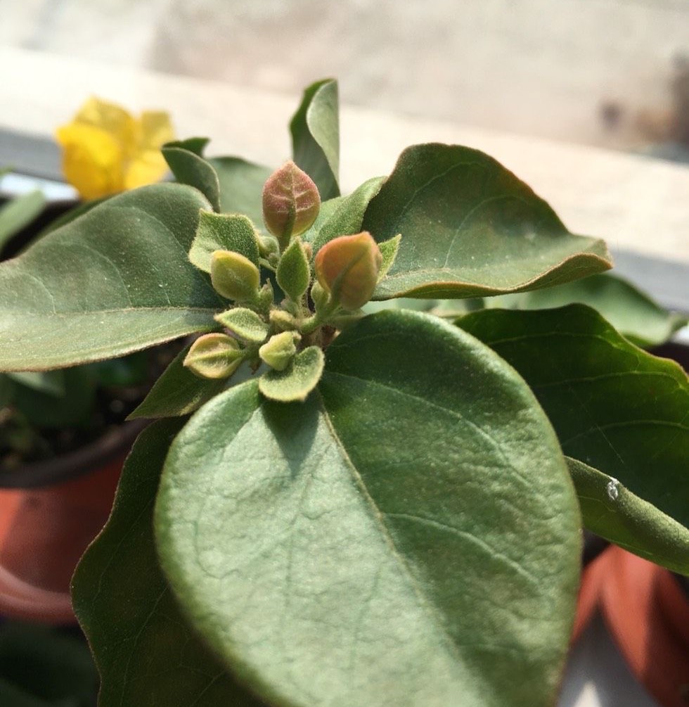 初春季节如何养护三角梅，做好“三步”，花苞更多花色更艳