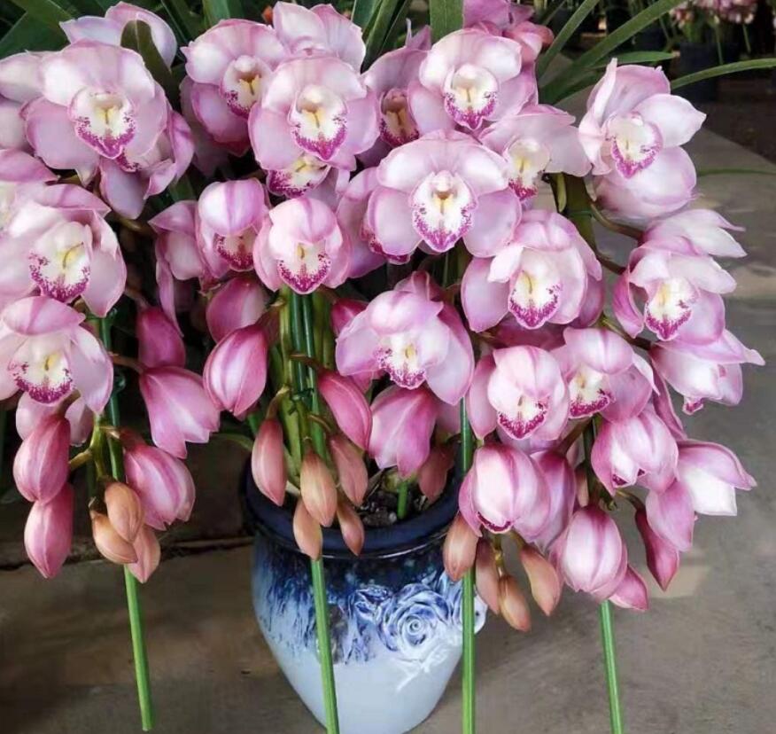 大花蕙兰掉花苞是咋回事？冬季养护注意5点，花苞经久不落