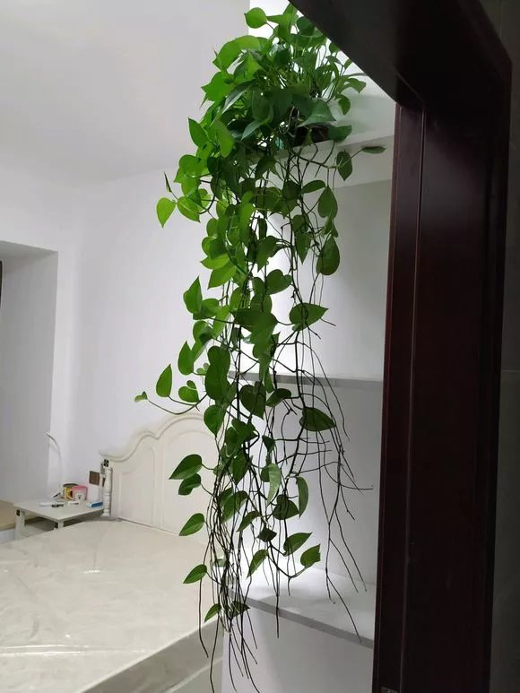 现在养3种“垂吊花”，3个月长成绿瀑布，窗帘都省了！