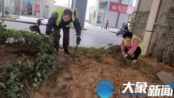 以道路绿化为主！金水区计划3月内春季补植2万平方