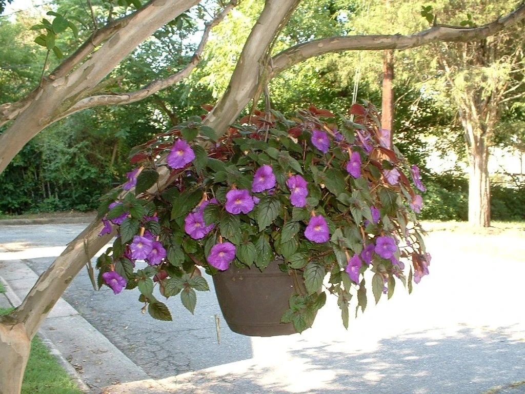 耐阴室内开花植物“大家族”，低光照可开花，植株小巧，适合新手