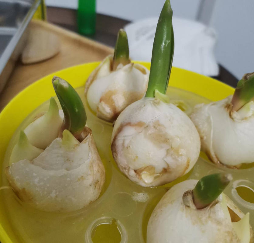 郁金香，大气又可爱，闻多了会“上头”