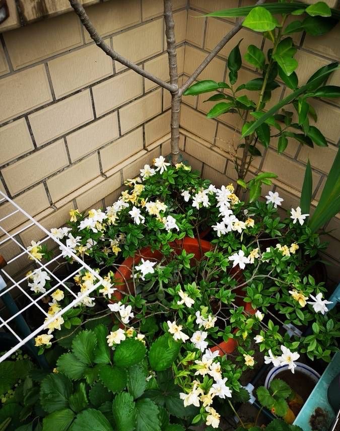 秋天养花，“3步”别忽略，花草蹭蹭长，阳台焕然一新