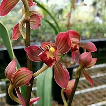 这款兰花新宠—红神荷，花叶俱美，养护轻松，让人心生喜爱