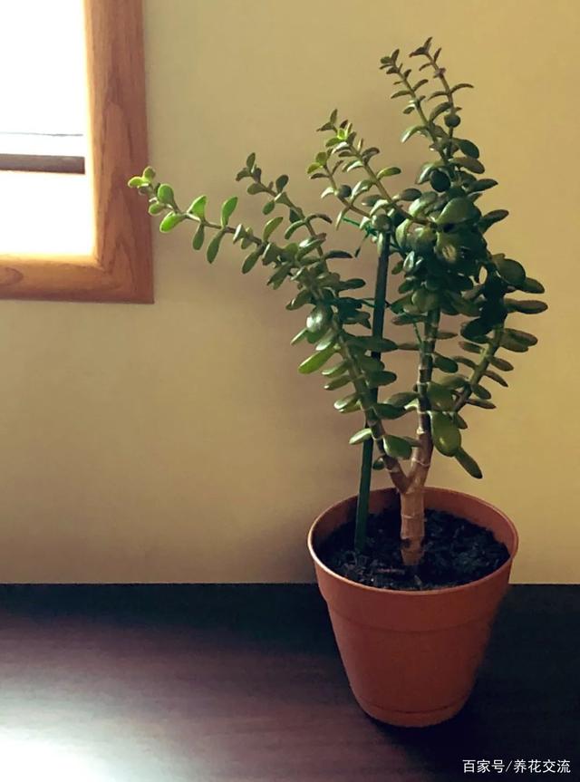 掌握8点养好玉树的技巧，其他景天科青锁龙属的多肉都能养好了