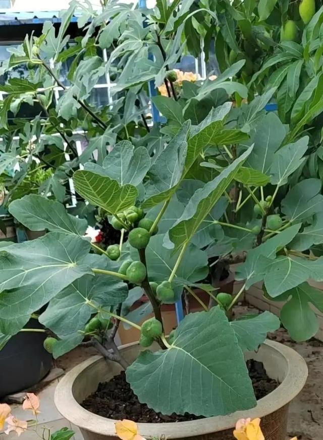 这10种“健康花”，有些寓意好，有些吸毒杀菌，都很漂亮