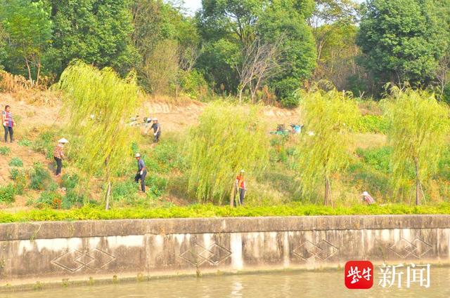 绿树成林，错落有致，苏南运河丹阳段护岸绿化工程呈现秋日丽景