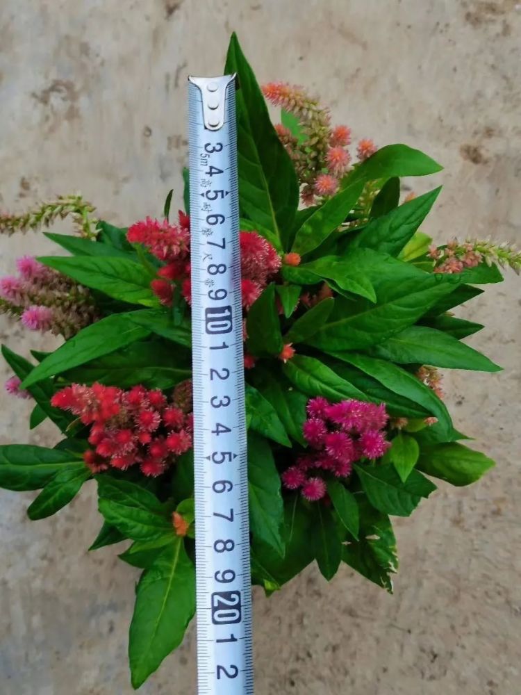 秋天常用的38种花境植物，比第一杯奶茶香