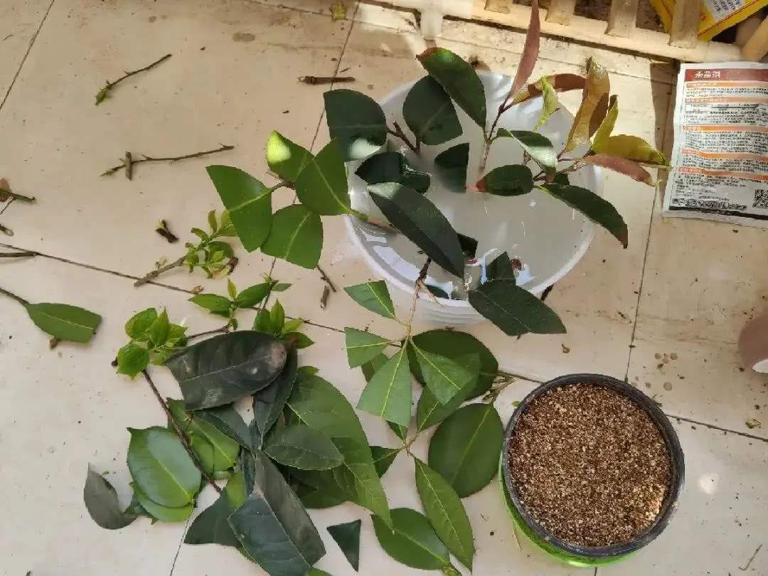 夏日扦插杜鹃花，做好这3步花色迷人开花多，养得太赞了