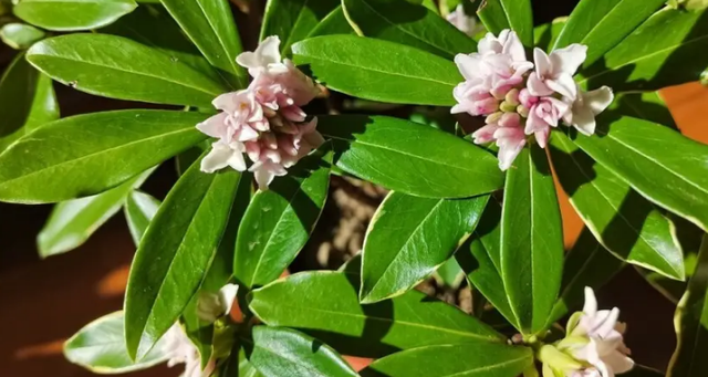 瑞香花怎么养家庭养法