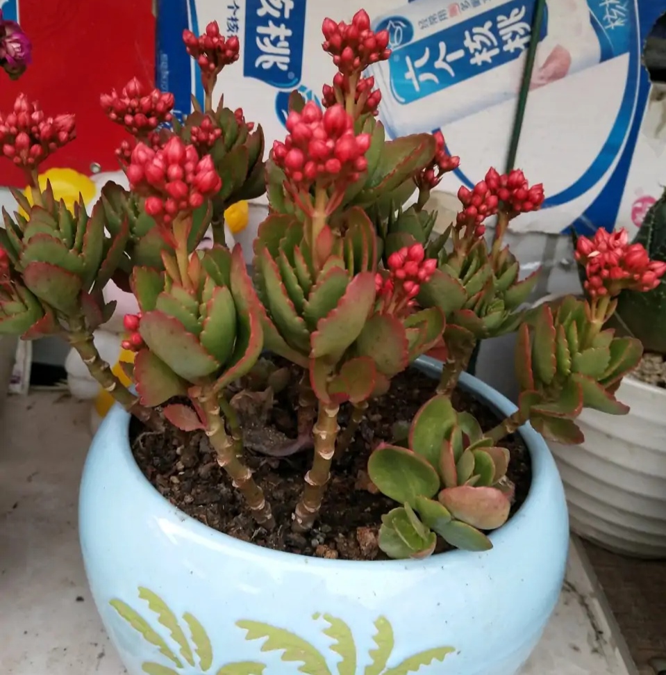 长寿花打花苞了，但是久久的就是不开放，这是怎么回事？