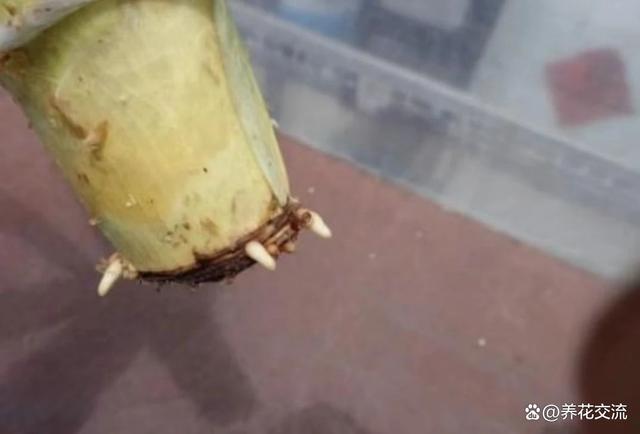 水苔养花的5大作用，可以大大提高养花技巧，赶紧学起来