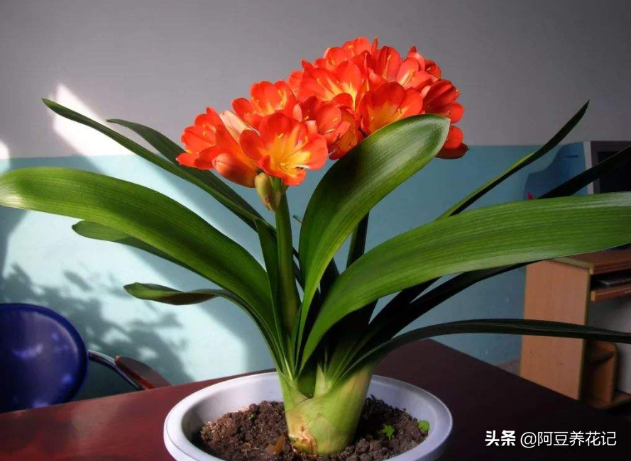 给我一把剪刀，能让老龄兰，重焕年轻光彩，“3步”下去变群兰