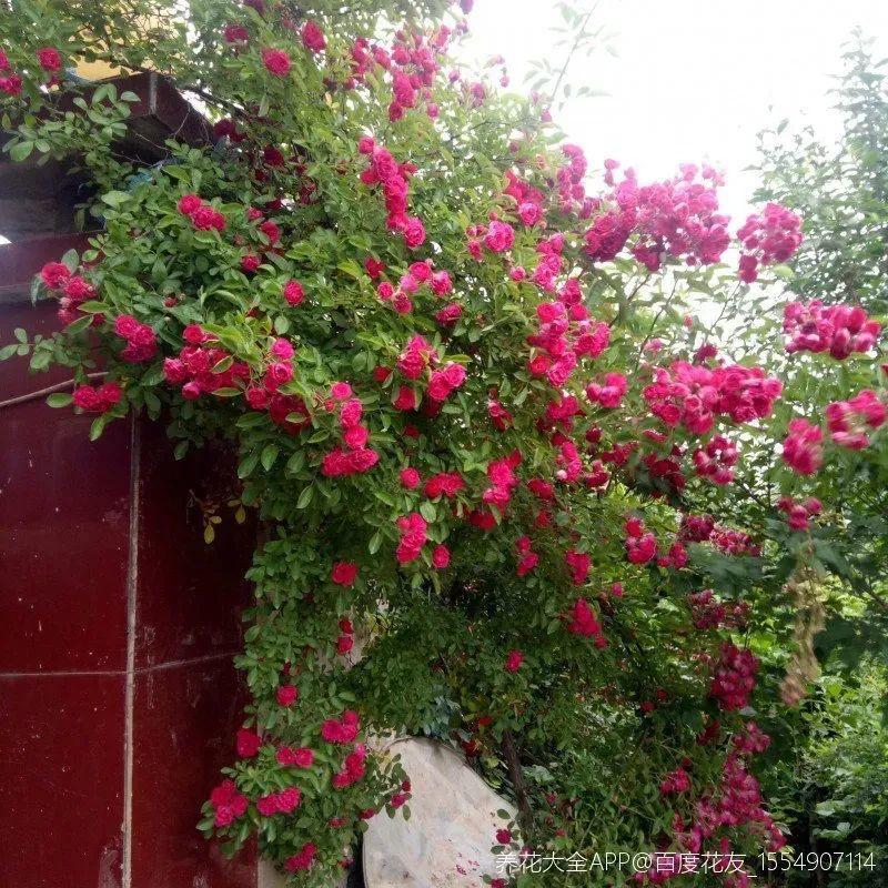 地里种棵木香花，2个月爬成一面花墙，开成花瀑布