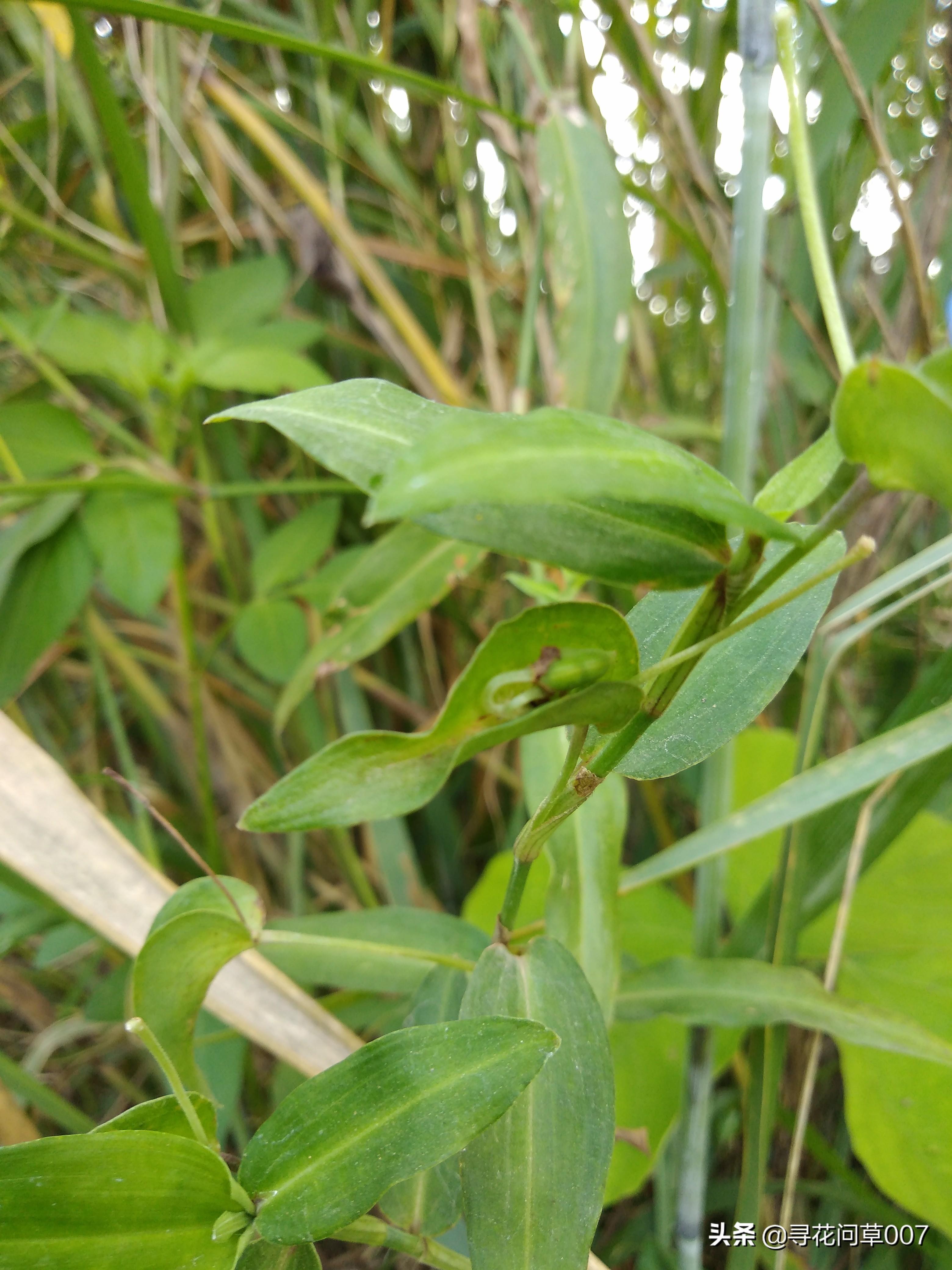这不是鸭跖草，这是竹节菜；美得像只蓝色小蝴蝶