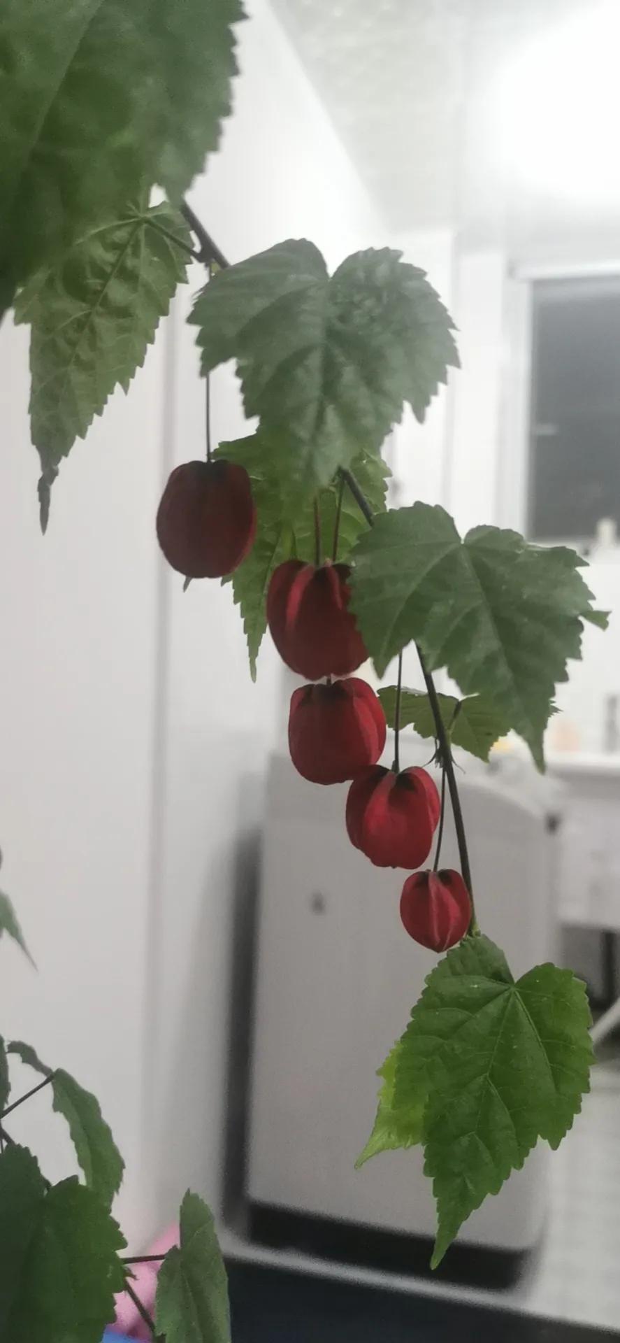 悬铃花这样养，开出一串串红灯笼，花期长，放在家里喜庆又吉祥