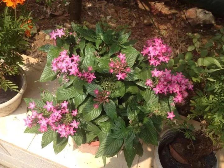 室内常见14种开花植物的浇水详解，想养好家里的花，就要多学习
