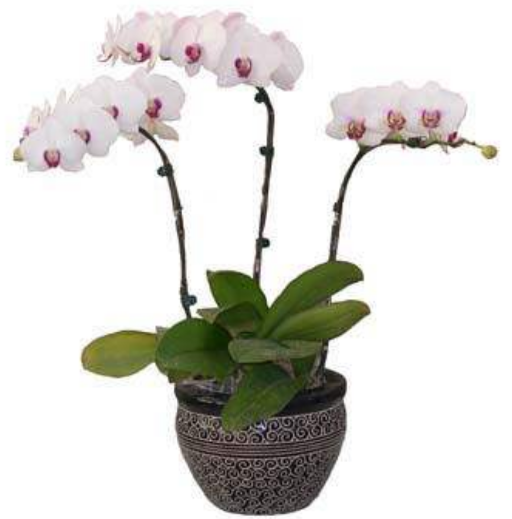 蝴蝶兰好看不好养？这样养试试！花朵鲜艳，花期持久