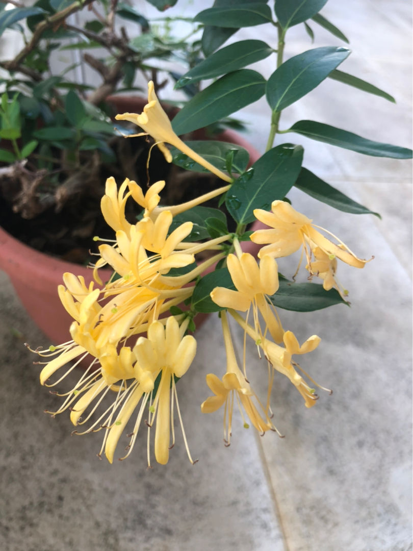 老中医都爱养的花，养在家里好处多，养人养身心