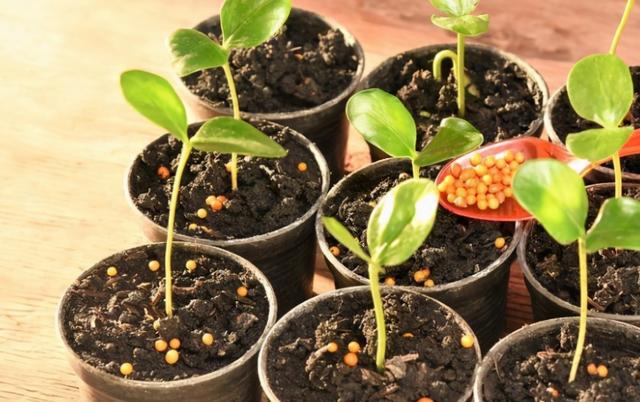 养花施肥:高温天不小心此3点,根叶就会黑腐化水 养花施肥:高温天不小心此3点,根叶就会黑腐化水