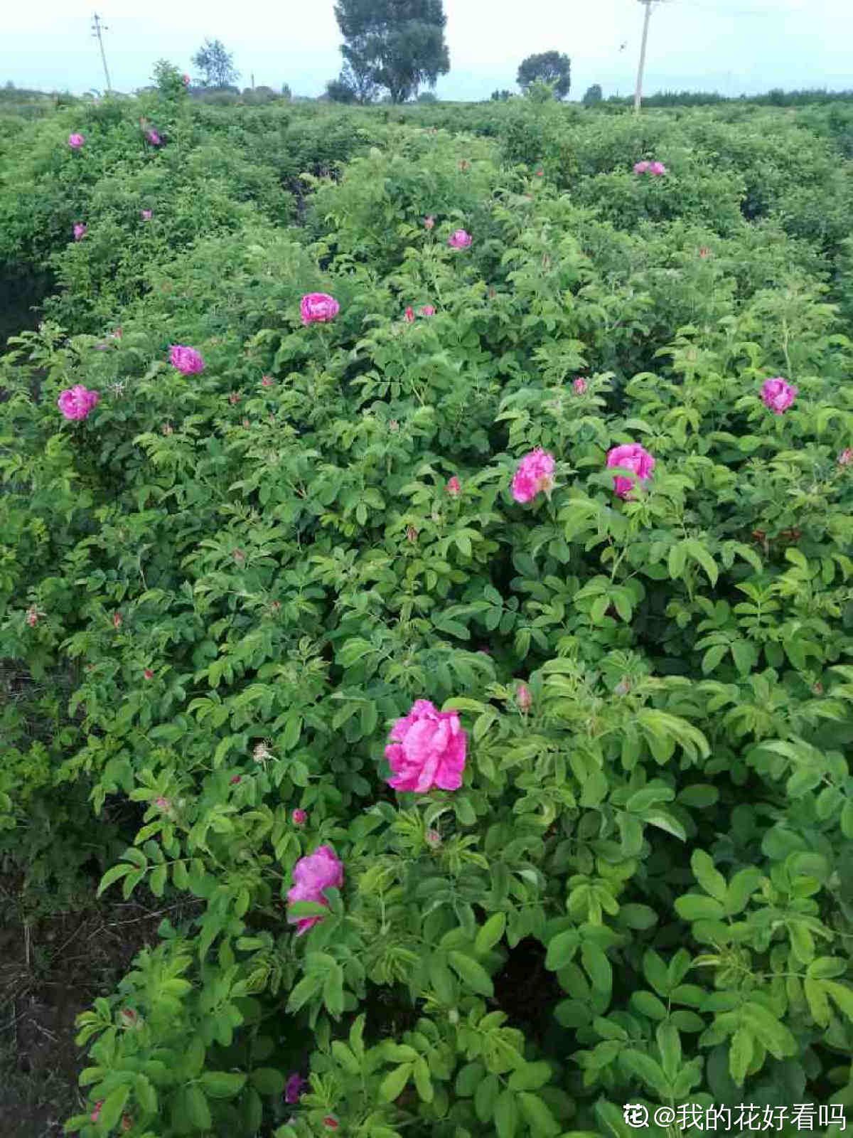 4种花可以吃，做成美食特简单，口味很独特