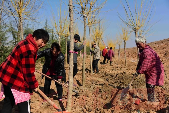 偃师:抢抓春季绿化好时光 谱写绿色发展新画卷 偃师:抢抓春季绿化好时光 谱写绿色发展新画卷