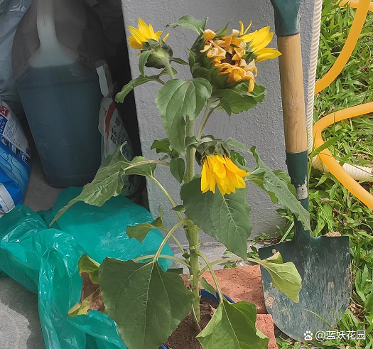 新买的花总是养不活？做好这4点，成活率提高90%