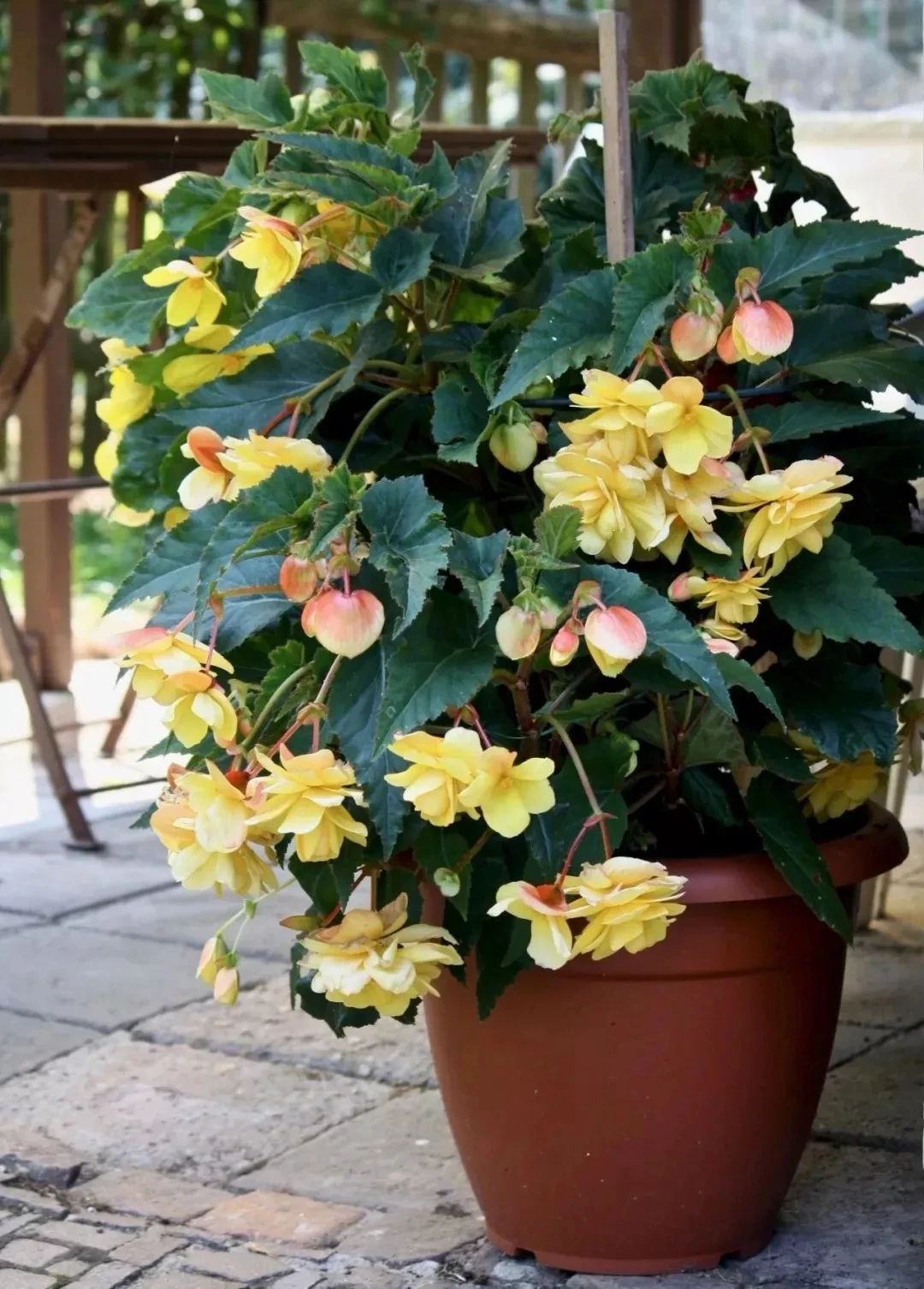 室内常见14种开花植物的浇水详解，想养好家里的花，就要多学习