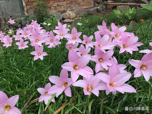 秋天就养这6种花，开花漂亮花量大，一棵繁殖出一堆，轻松成大户