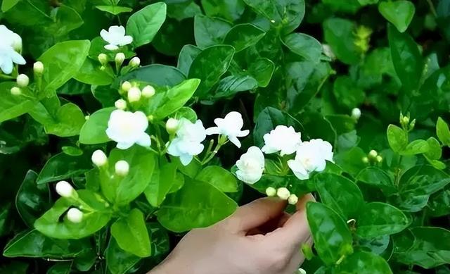 4月养茉莉，做好“5件事”，一个枝上10朵花，很快就爆盆！