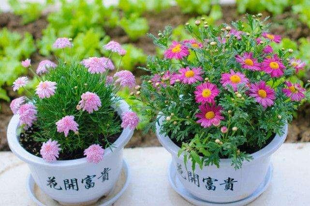 养花这些“坏习惯”，在养花达人眼里特“烦”，你中标了没有？