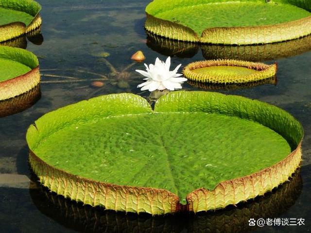 水上植物霸主，野蛮生长侵略性极强，让其它植物既无退路又无活路