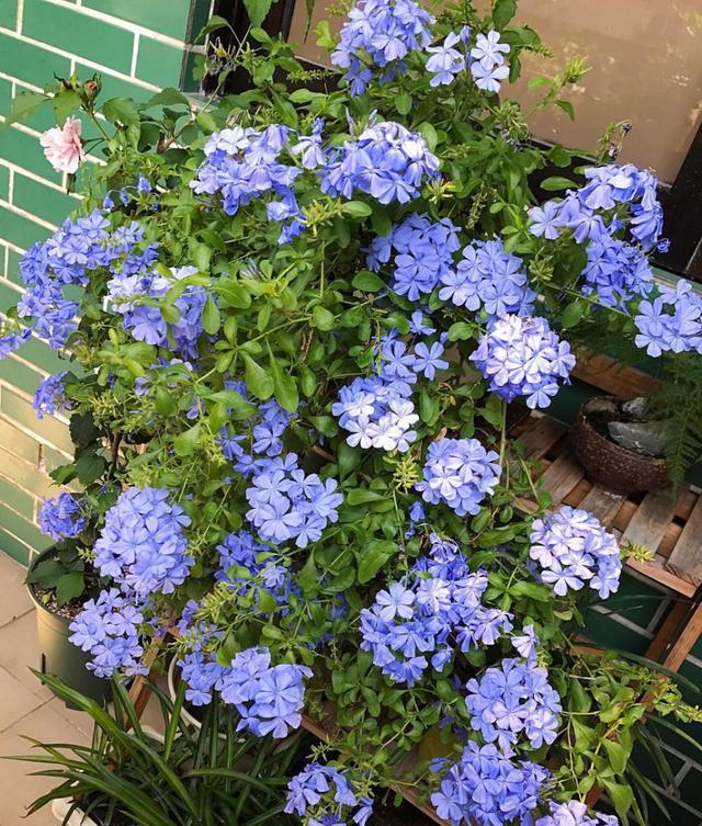 夏天高温养啥花？看看这9种，耐热又耐晒，总有一款你喜欢