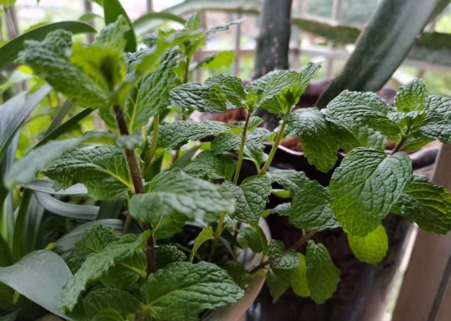 把薄荷养到枝叶繁茂爆盆，从“3点”做起，三个月后大变样