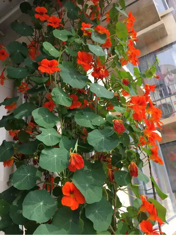 3种垂吊花，半年挂满窗户，开成窗帘花，窗帘钱都省了！