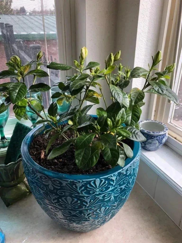 刚买的栀子花做好几点，有效避免黄叶和掉花苞，每年都会有花朵开