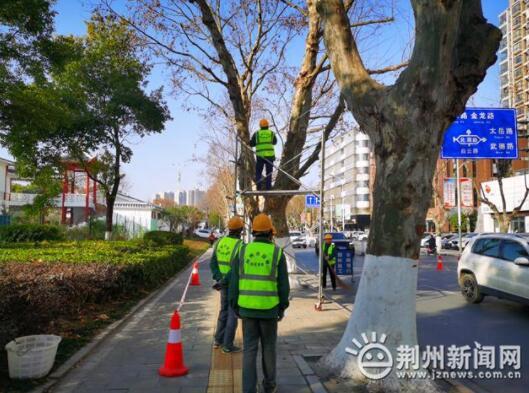 只为更美！春天来了荆州绿化工人为树木“整形美容”