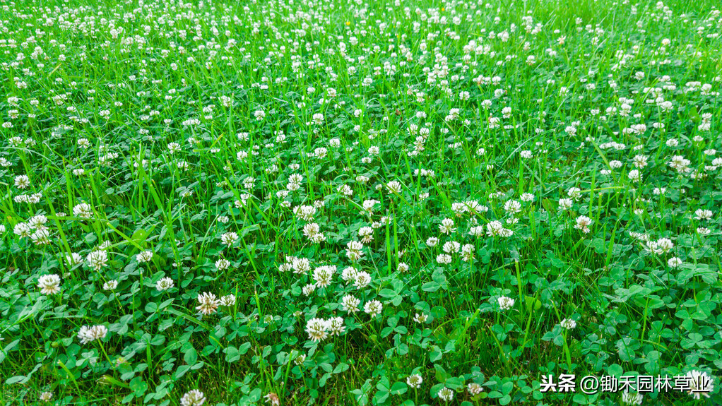 不用修剪的草坪白三叶，绿色期可达200天，喜温暖湿润气候