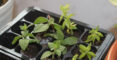 盆栽矮牵牛,种子发芽率低、价格还贵?试试扦插繁殖,省钱又省心 盆栽矮牵牛,种子发芽率低、价格还贵?试试扦插繁殖,省钱又省心