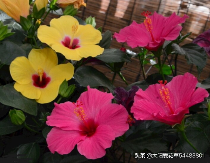 秋天，快来养这8种爱开花的植物，晒晒太阳就开花