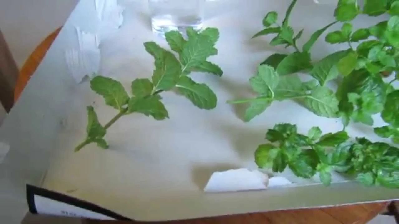 薄荷盆栽在家里养不好，为什么别人家的就随便长，这是啥情况？