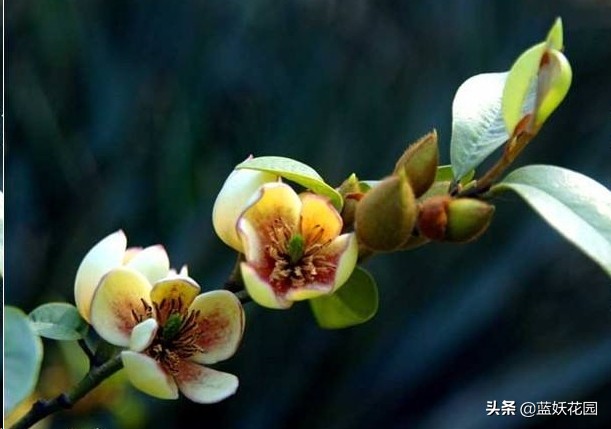 含笑一株香满屋，做好这5点，含笑花长的旺开花多