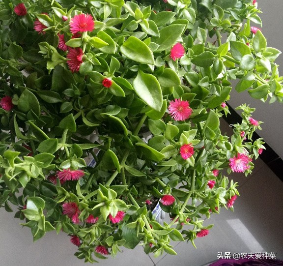 想养死真是太难了！这种吊兰，5元钱买回来，长得一发不可收拾