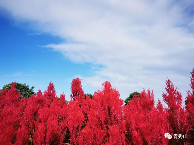 南宁多了一片正在“燃烧”的红色花海,而且就在市区噢! 南宁多了一片正在“燃烧”的红色花海,而且就在市区噢!