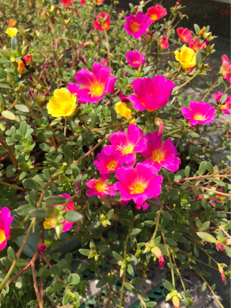 越养越值钱的花，养好了能卖钱，赚大了
