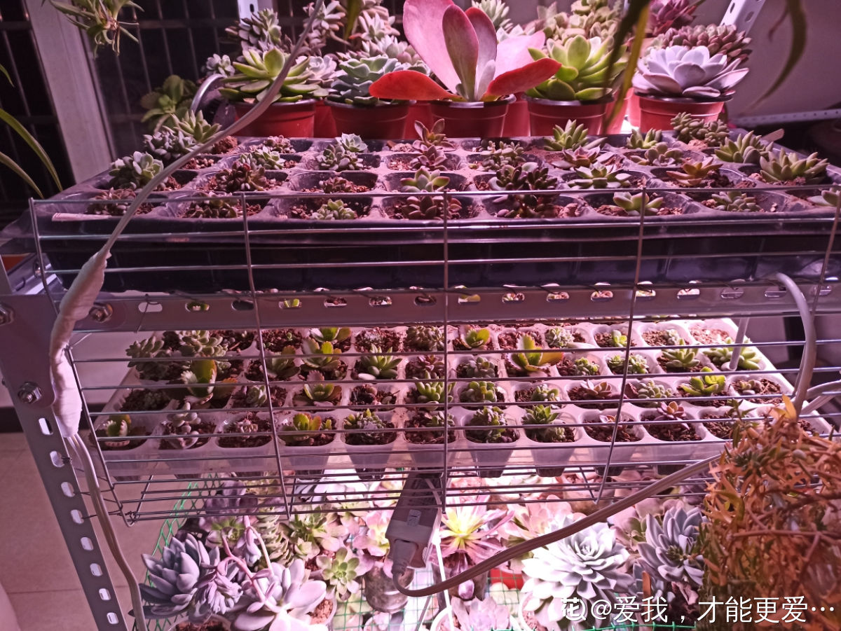 她在家里养多肉，繁殖了上千棵，屋子里都快装不下