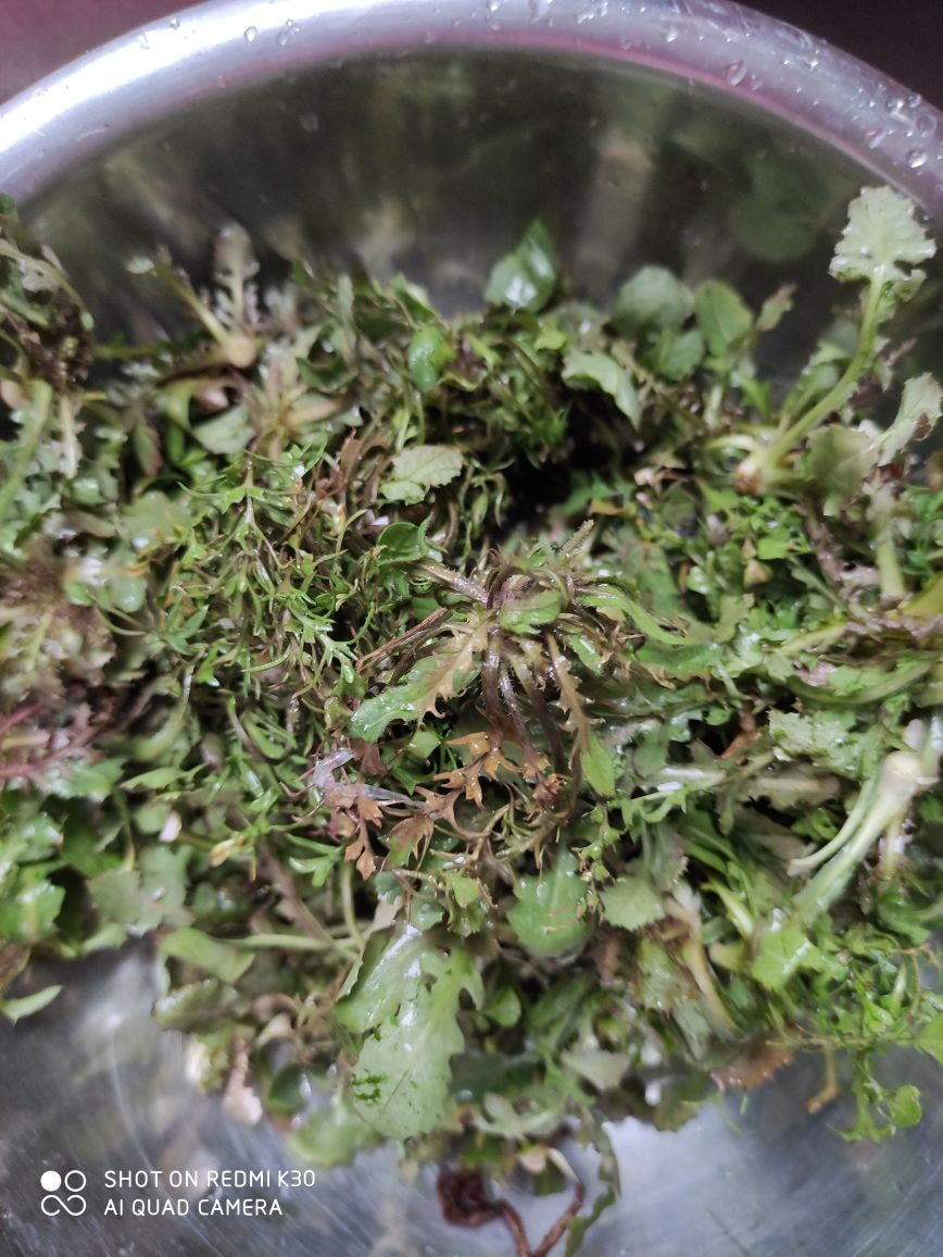 春天去野外的惊喜，只有养花人才能感受到
